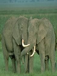 pic for 2 Elephants